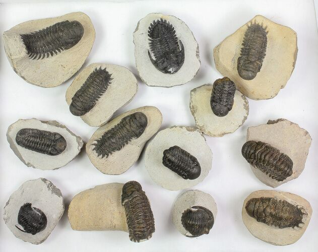 Lot: Assorted Devonian Trilobites - Pieces #76917